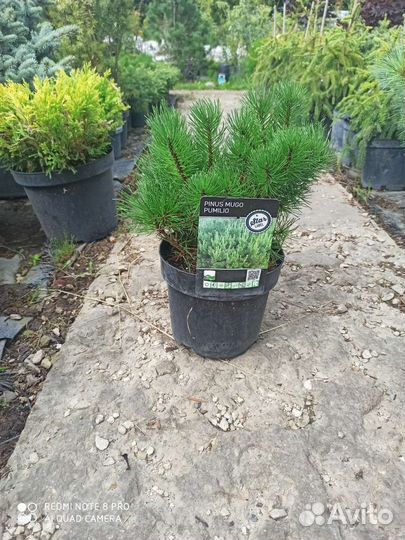 Сосна горная пумилио