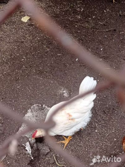 Молодые петушки