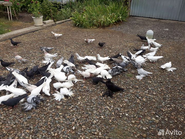 Продажа голубей