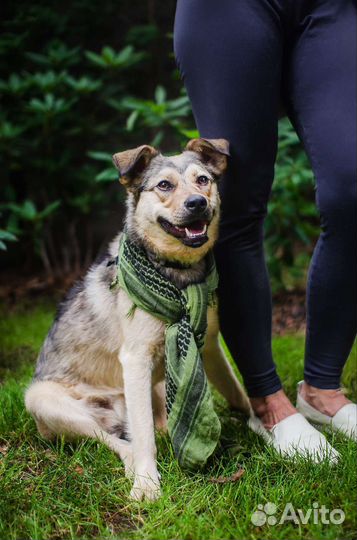 Отдам щенка в добрые руки