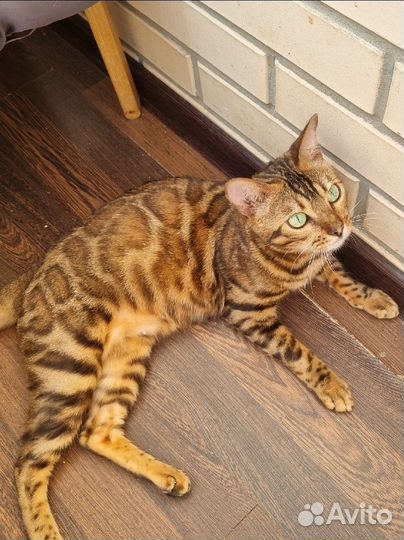 Бенгальская