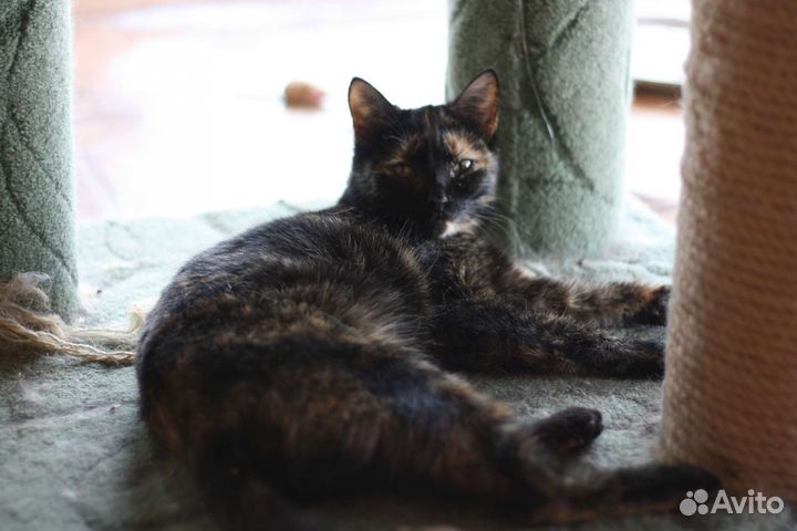 Кошки в добрые руки