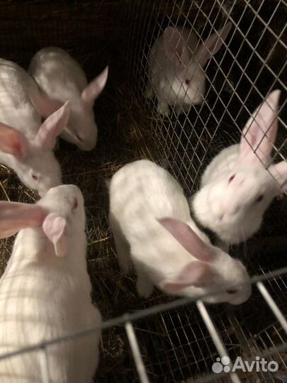 Кролик белый паннон