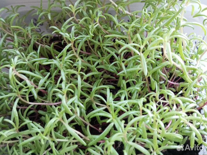 Рассада однолетних и многолетних цветов