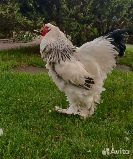 Петух Брама 