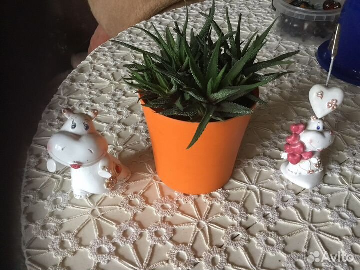 Суккулент домашнее растение