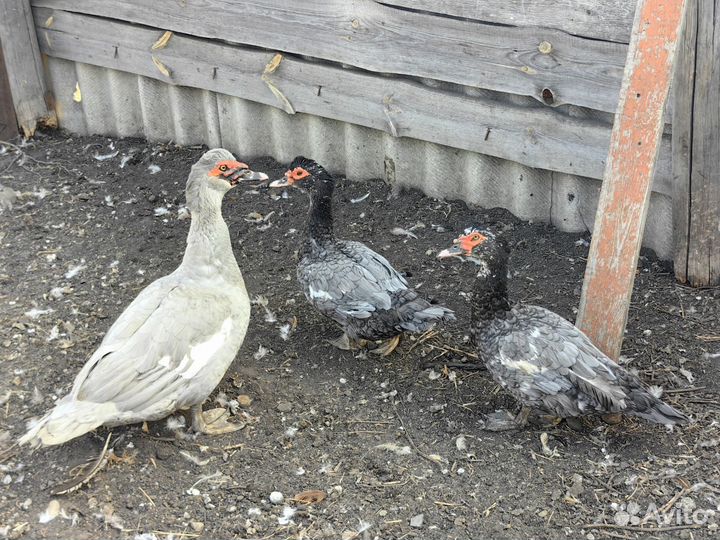 Мускусные утки тяжелые линии