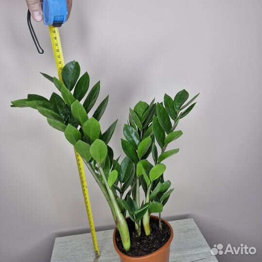 Замиокулькас