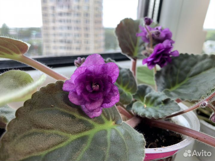 Фиалки стартеры цветущие