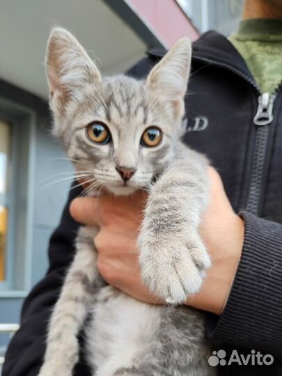 Котенок в добрые руки