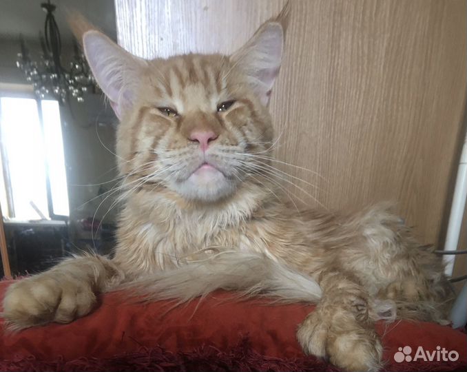 Мейн кун - вязка и котята