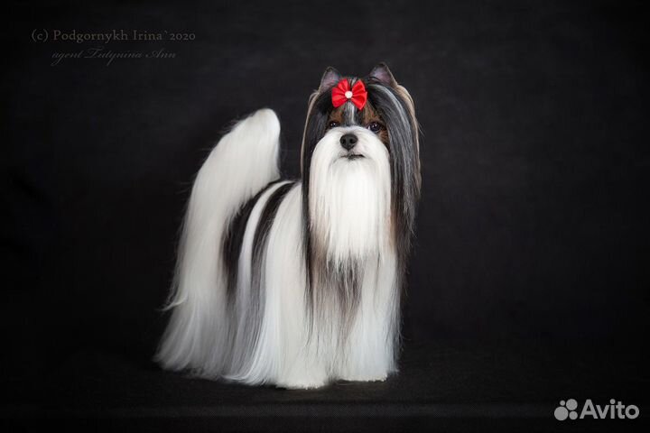Красивые мальчики бивера