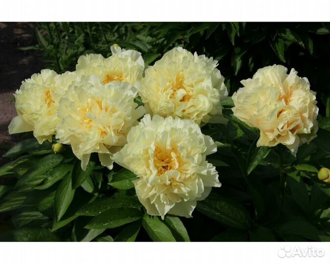 Пион гибридный Sunny Girl