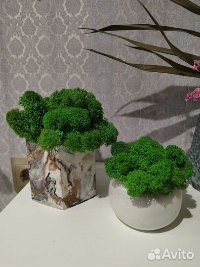 Стабилизированный мох в кашпо