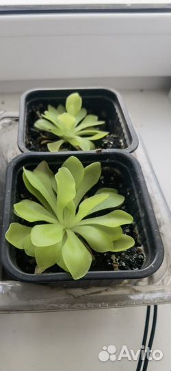 Комнатные растения