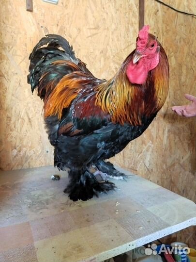 Петух породы Брама куропатчатая