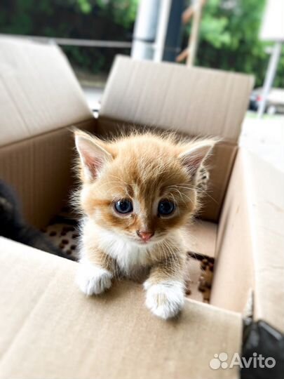 Кошка в дар бесплатно