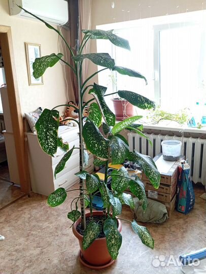 Диффенбахия пятнистая