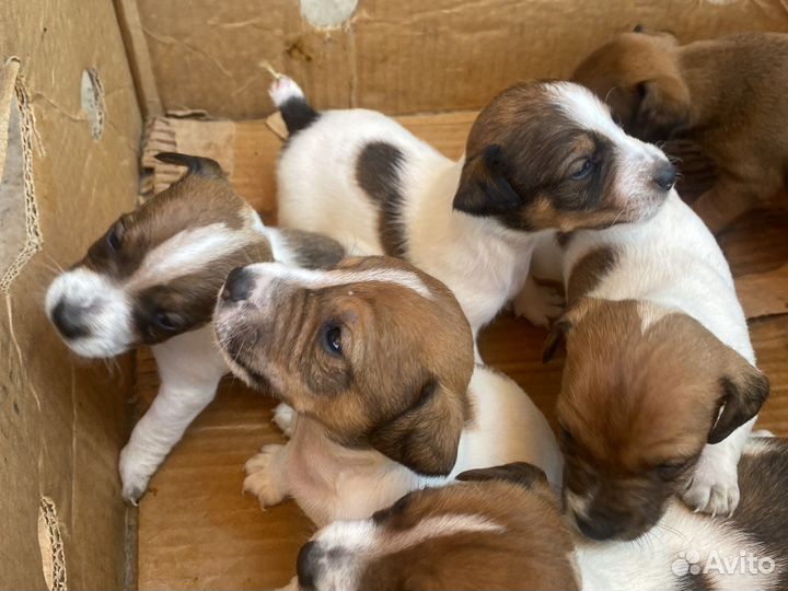 Джек Рассел терьер