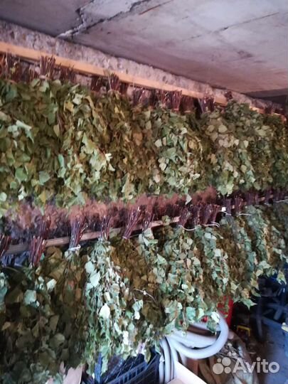 Березовые веники