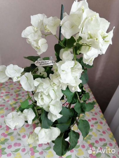 Комнатные цветы