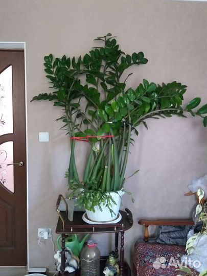 Замиокулькас