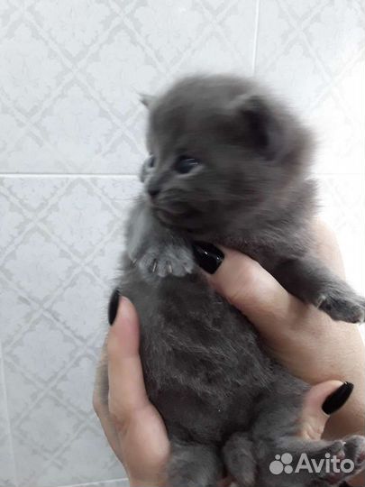 Британские котята