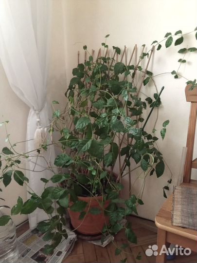 Большой куст жасмина