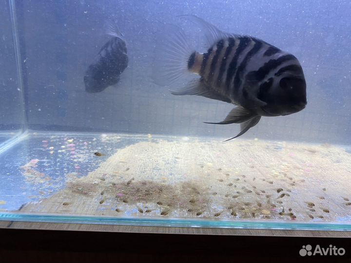 Аквариумные рыбки бесплатно