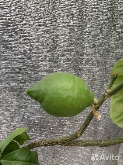 Лимон испанский, сорт Верна