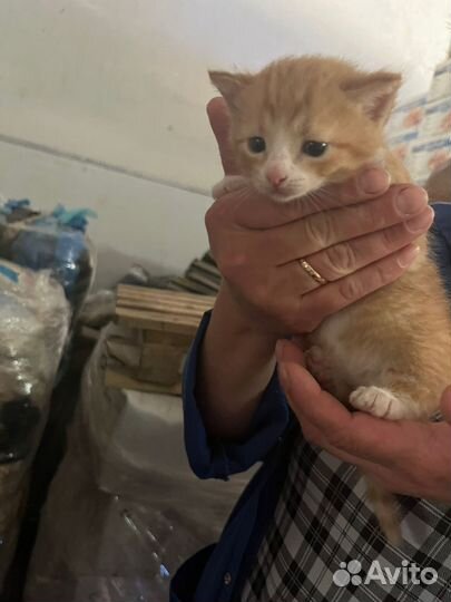 Котята в добрые руки
