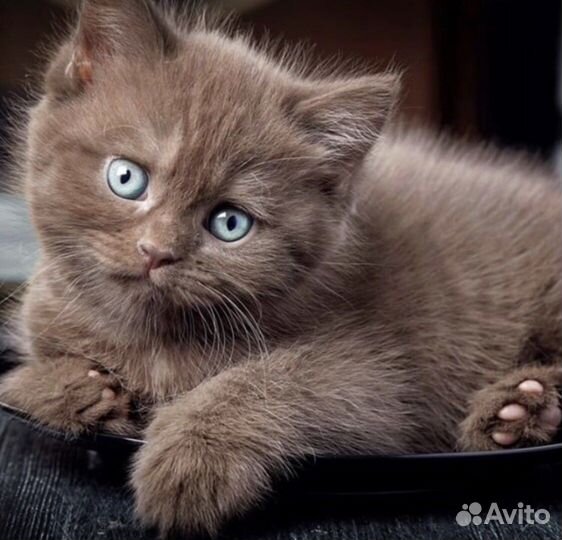 Элитные британцы в разноцветных шубках