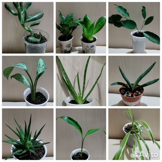 Комнатные цветы