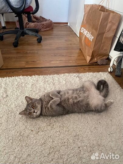 Кошка шотландка прямоухая