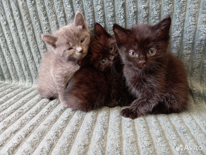 Котят