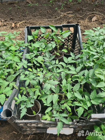 Рассада помидоров томатов