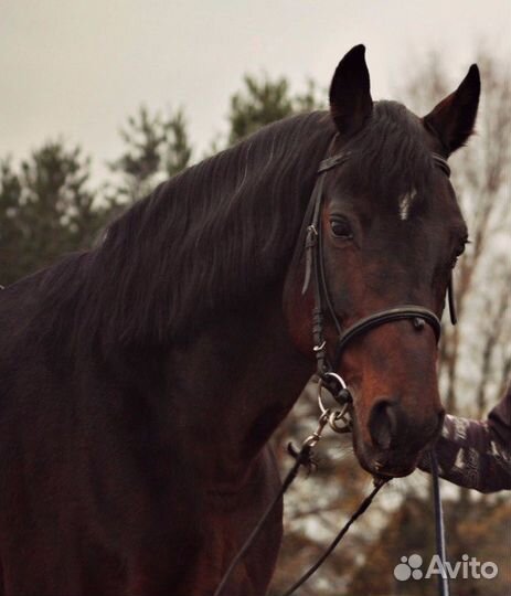 Жеребец на случку. Русский рысак