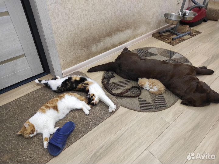 Продается котик Шотландский