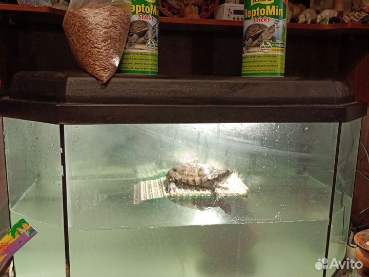 Черепаха с аквариумом