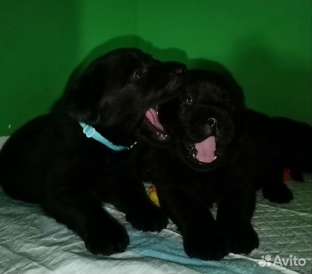 Щенки лабрадора