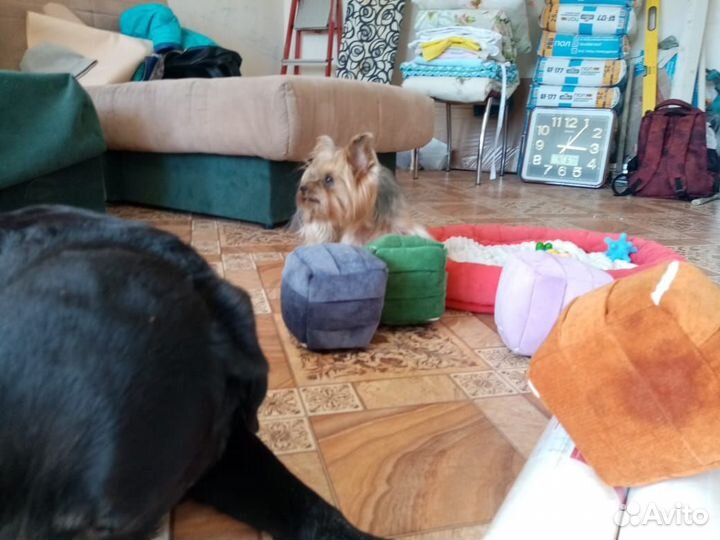 Нюхательный поисковый кубик-игрушка для собак