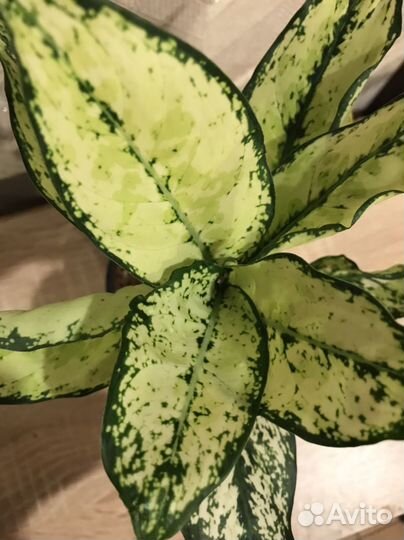 Аглаонемы разные