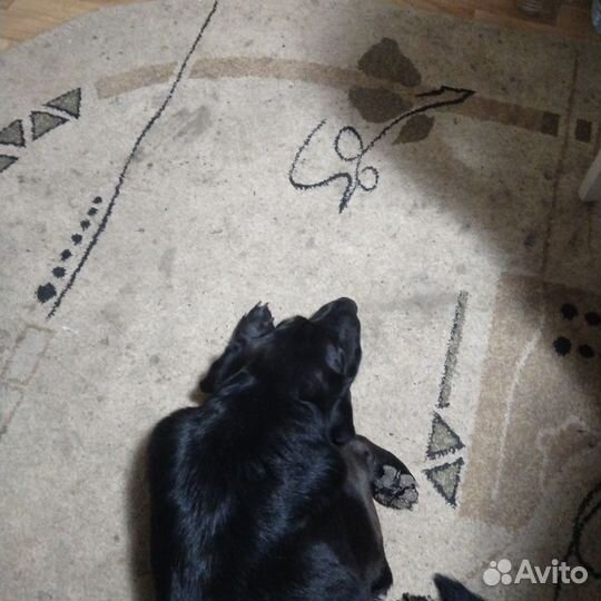 Развивающий коврик