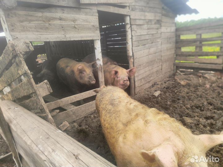 Свиньи поросята хряки