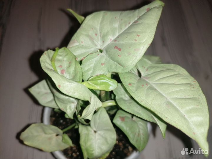 Сингониум конфетти милк