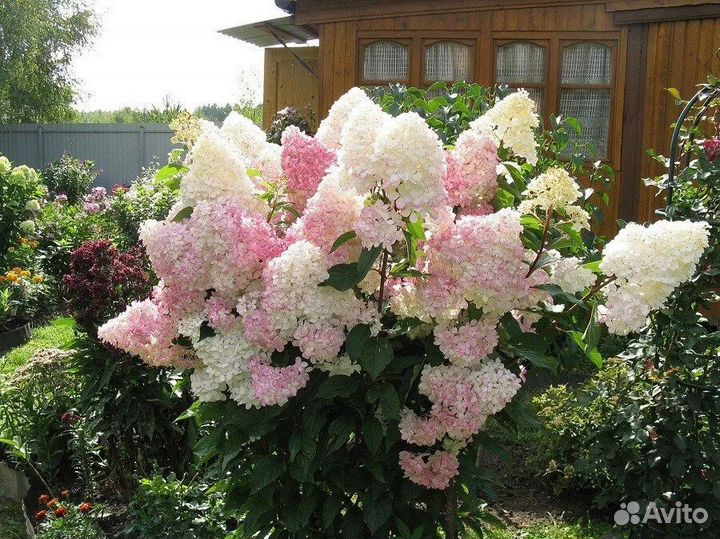 Гортензия ванила фрайз на срез