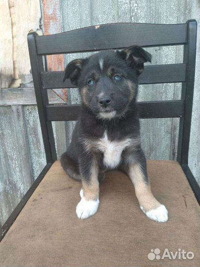 Щенки хаски метис