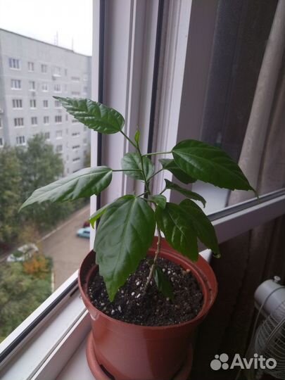 Гибискус китайская роза