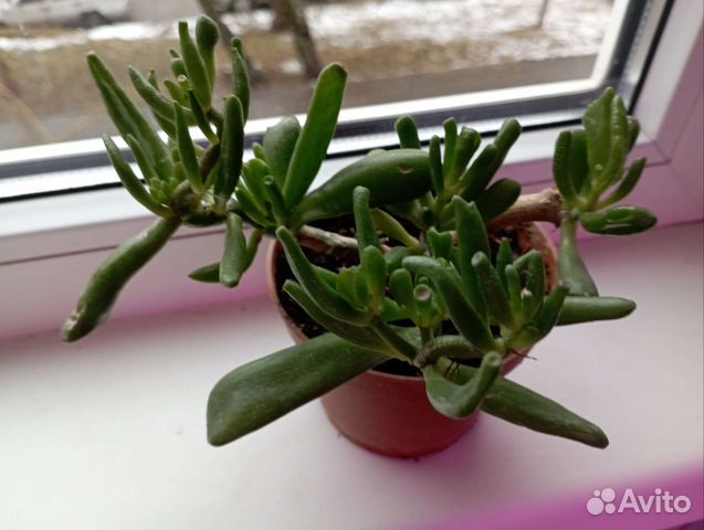 Растение крассула хоббит