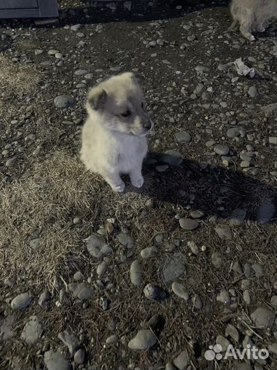 Щенята Лайки